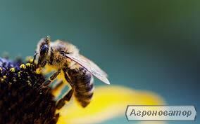 Abeja reina de un vivero de abejas para 2022