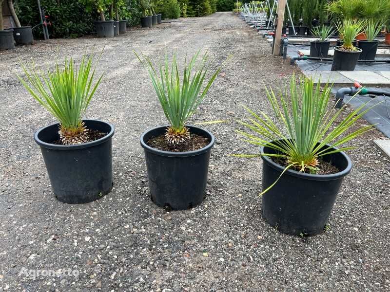 3x yucca rostrata 50/60cm inclusief pot arbusto decorativo