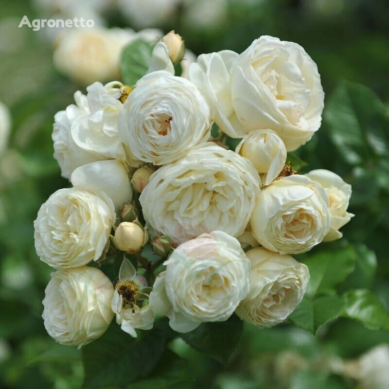 Róża Artemis arbusto decorativo