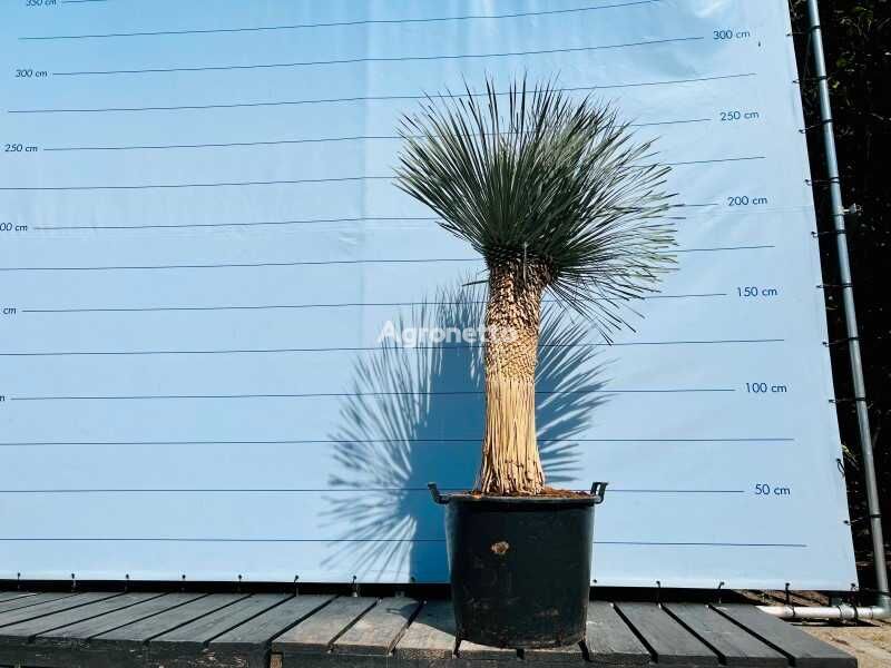 yucca rostrata 210cm arbusto decorativo