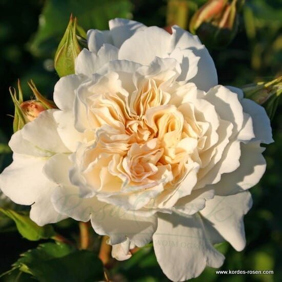 Róża Petticoat® plántula de flores